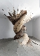 L'arbre de vie